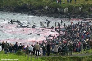Crowd Watches Slaughter in Faroe Islands, Denmark