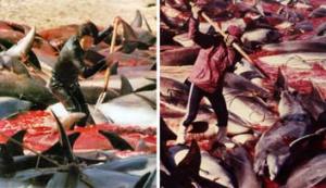 Japan Annual Dolphin Slaughter